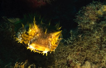 Burrfish